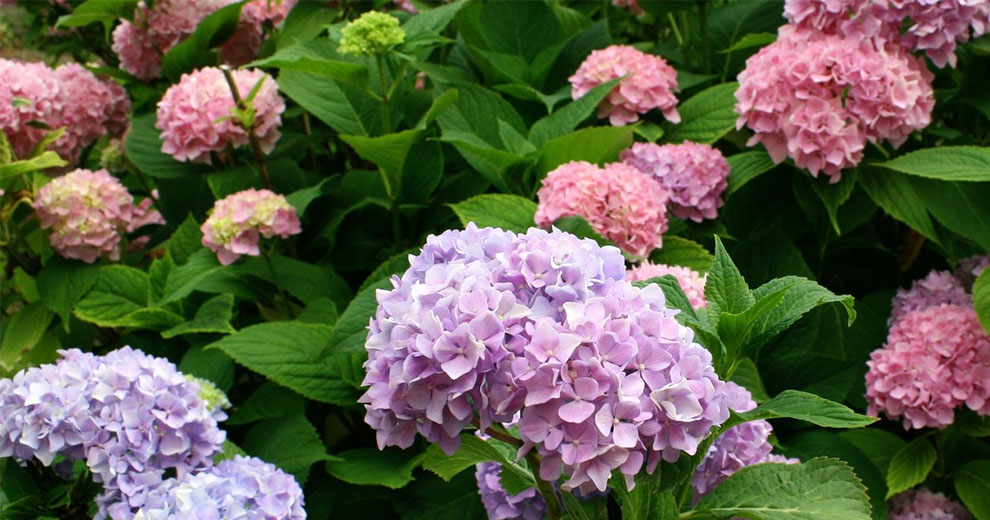 Lifespan of Hydrangeas