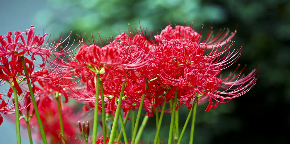 Lycoris and Red Spider Lily