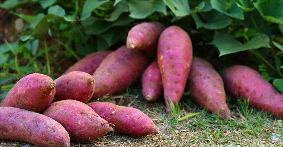 Margarita Sweet Potato