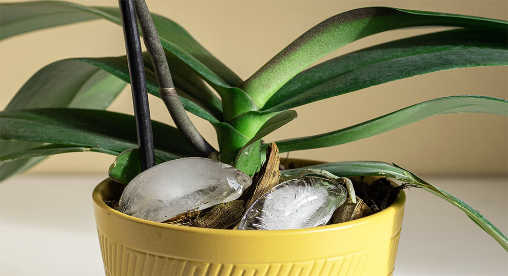 Orchid Ice Cube Watering