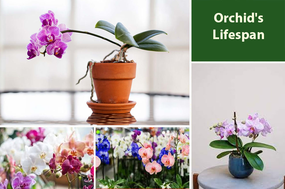 Orchid's Lifespan