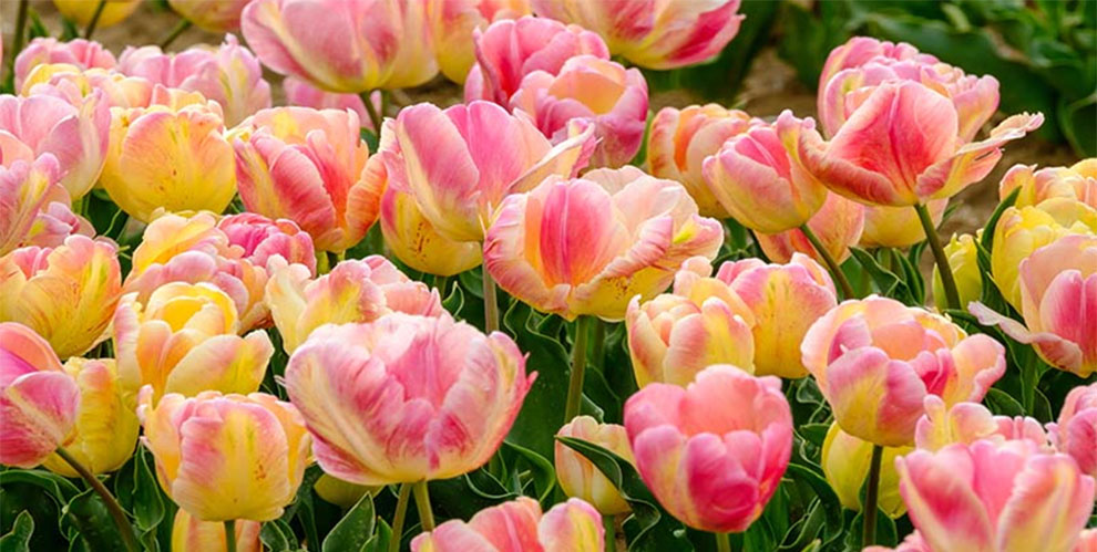 Parrot Tulips