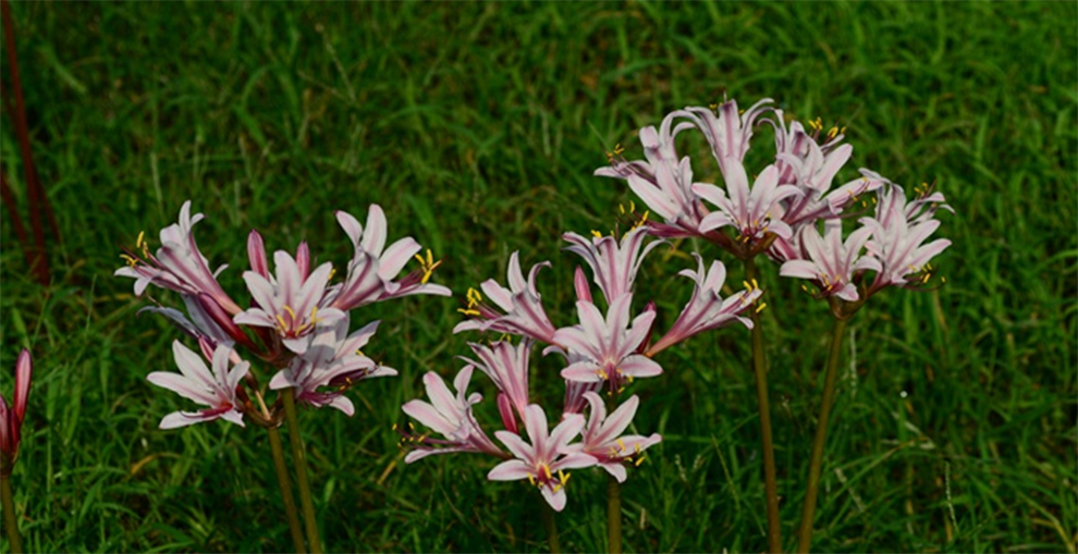 Peppermint Spider Lily