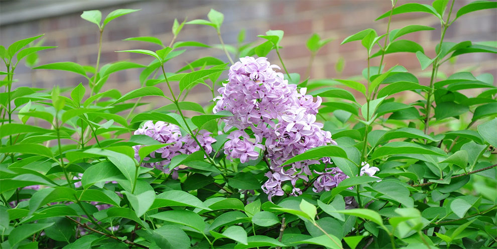 Persian Lilac 