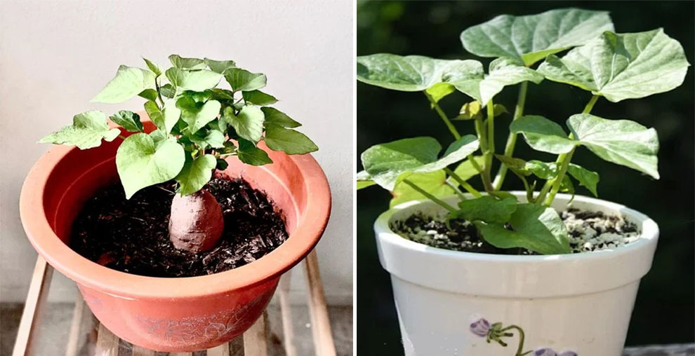 Plant Sweet Potatoes In A Pot