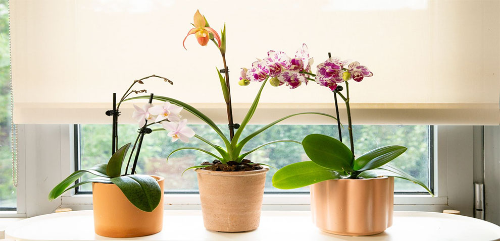 Potted Orchids Live Indoors