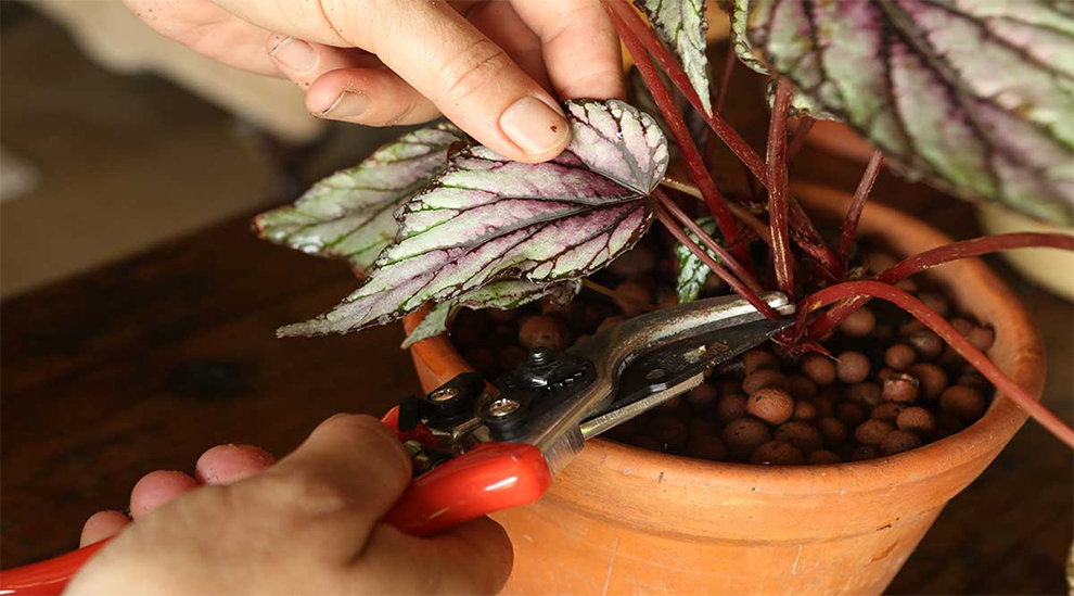 Propagating Begonias From Cuttings