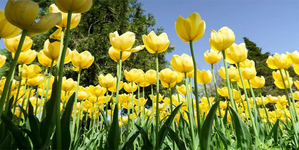 Rapid Growth Phase Of Tulip Tree