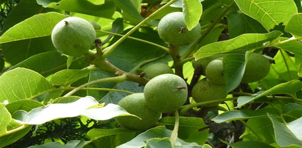 Smallest Walnut Variety