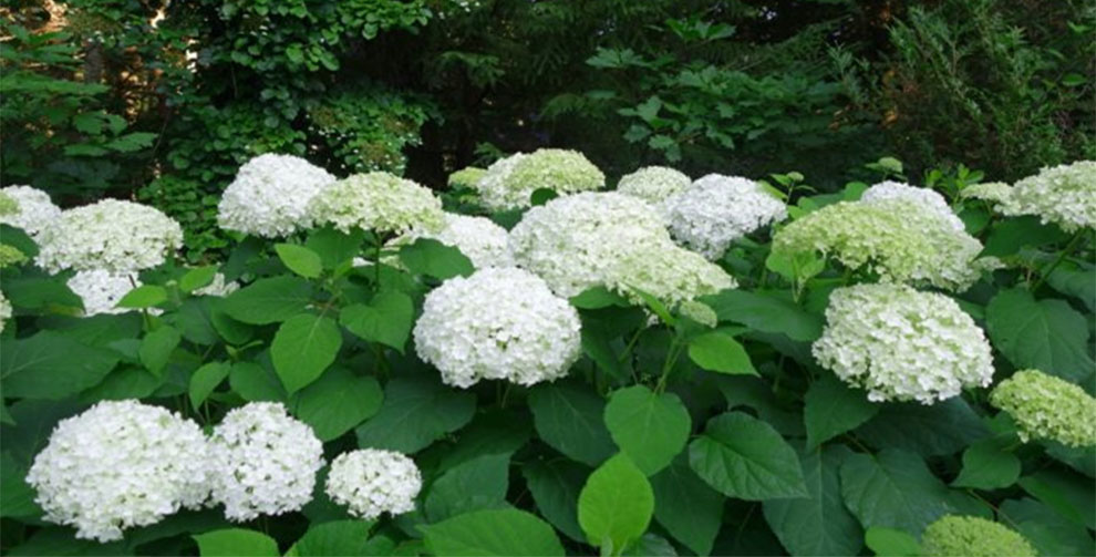 Smooth Hydrangeas