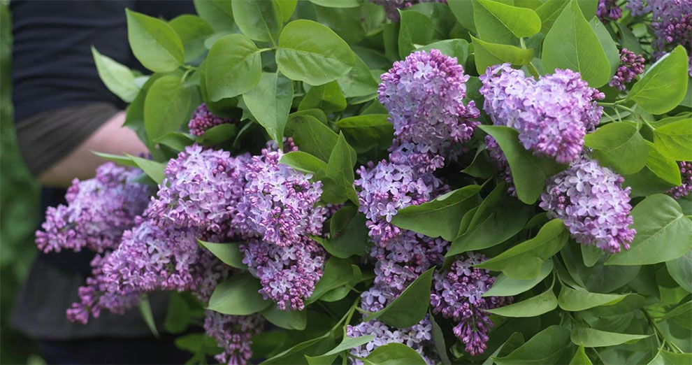 Some Exceptionally Long Lilac Lifespan