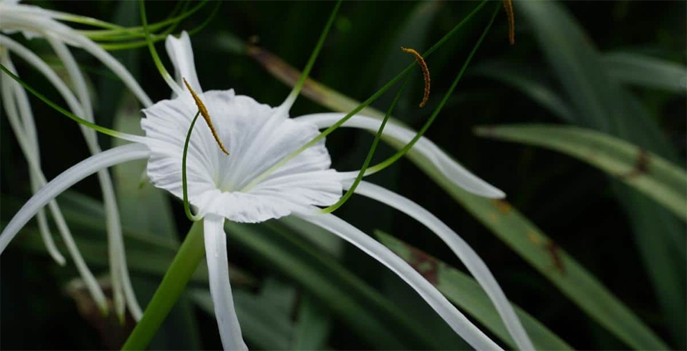 Different Types of Spider Lilies (True Species & Cultivar Varieties ...