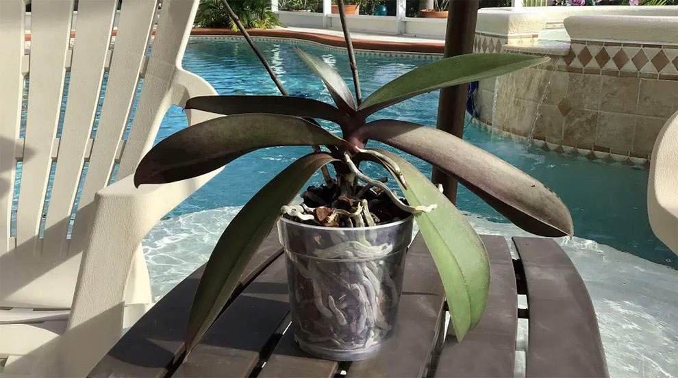 Stimulate Orchid Stem Growth