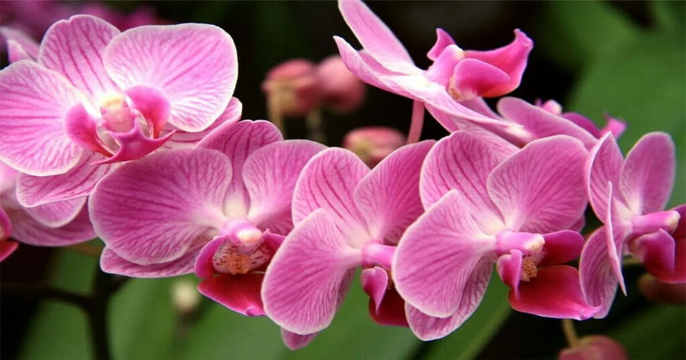Temperature And Humidity For Orchids