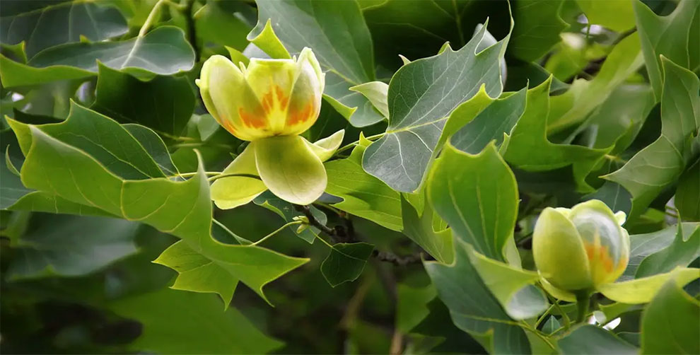 Tulip Tree Seed Germination