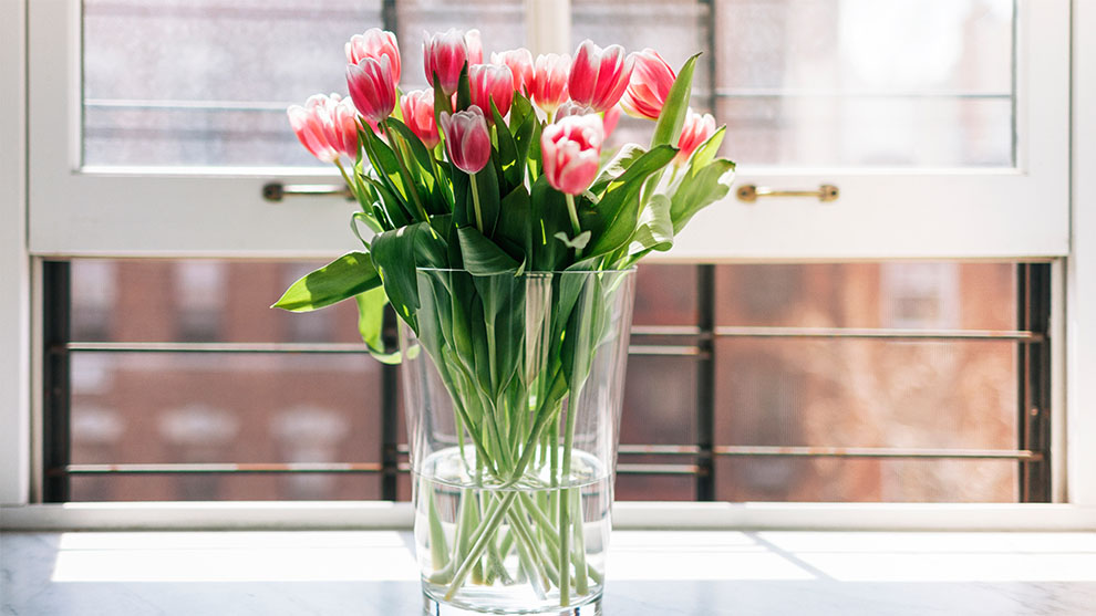Tulips Live In A Vase As Cut Flowers