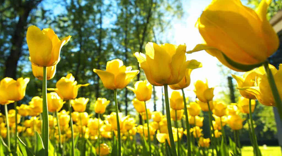 Tulips Need Sun