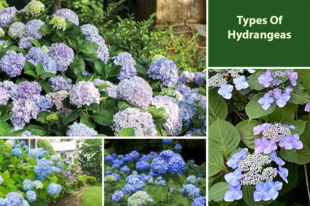 Types Of Hydrangeas 