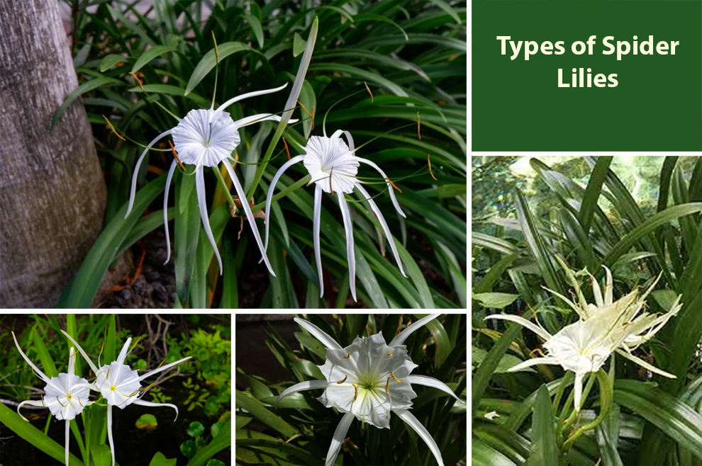 Types of Spider Lilies