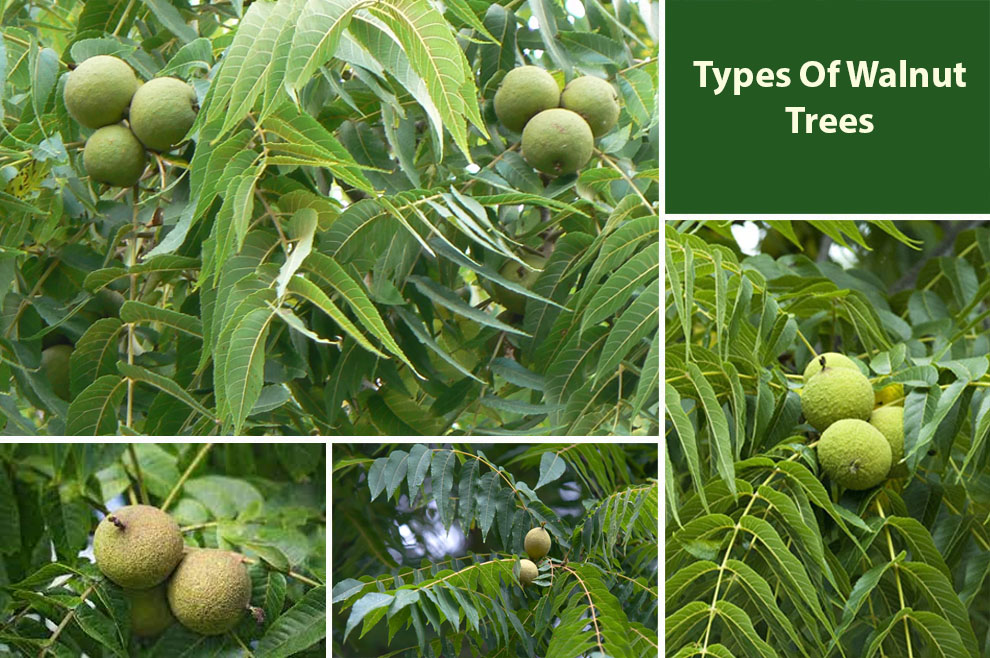 Types of Walnut Trees 