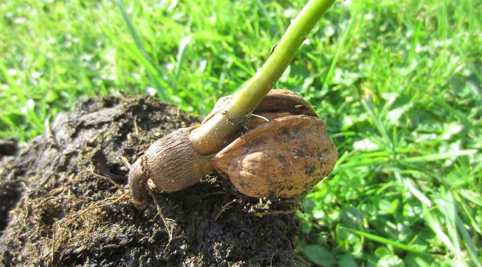 Walnut Seed Germination