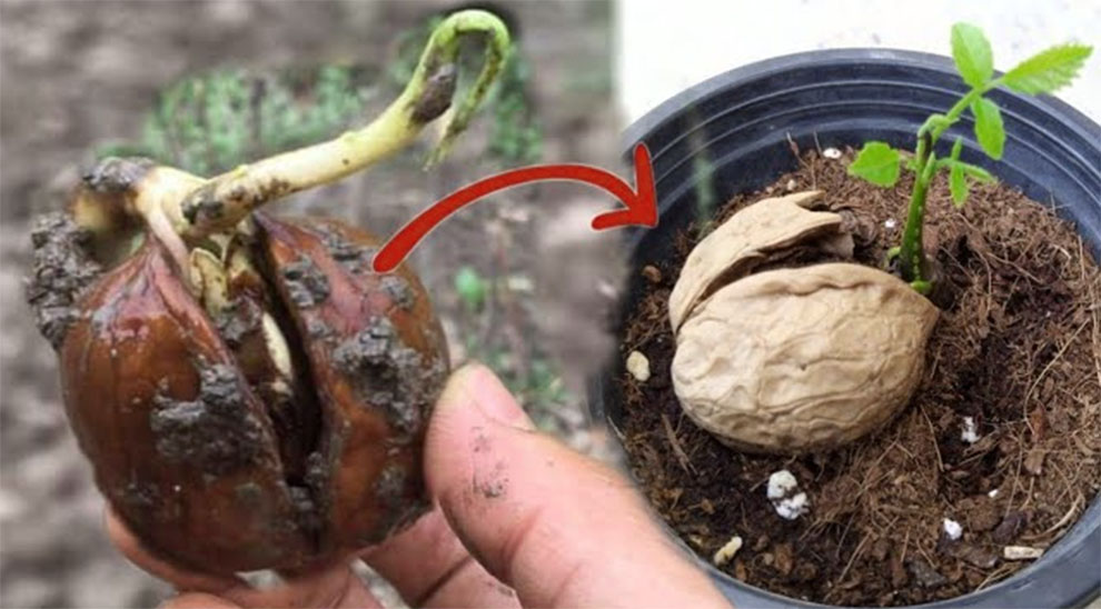 Walnut seed preparation