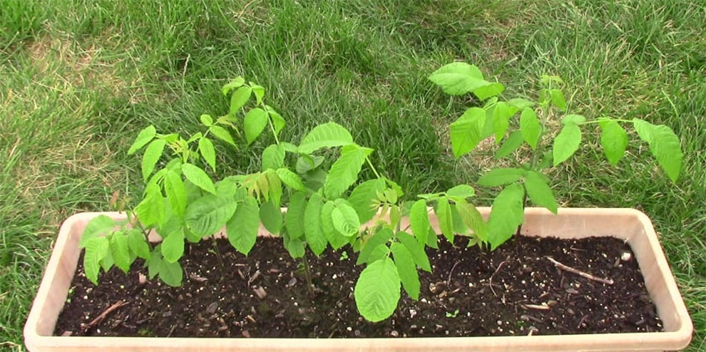 Walnut Tree Seedlings