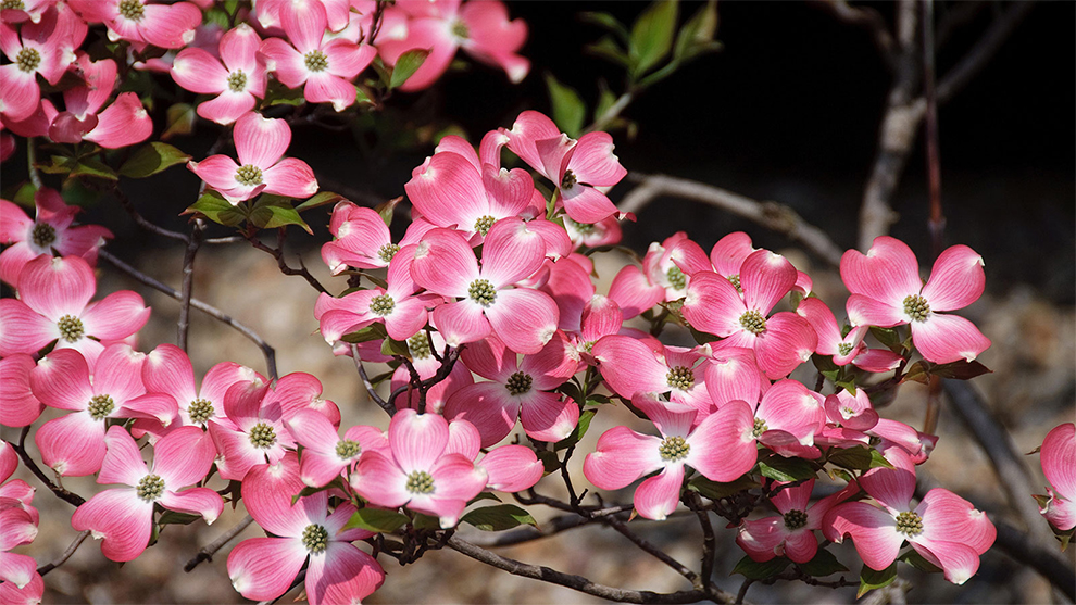 A Pink Dogwood Tree To Mature