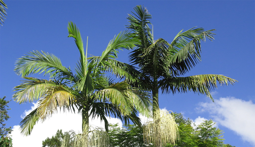 Bangalow Palm