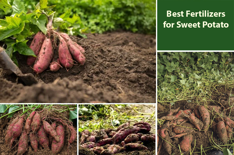 Best Fertilizers for Sweet Potato 
