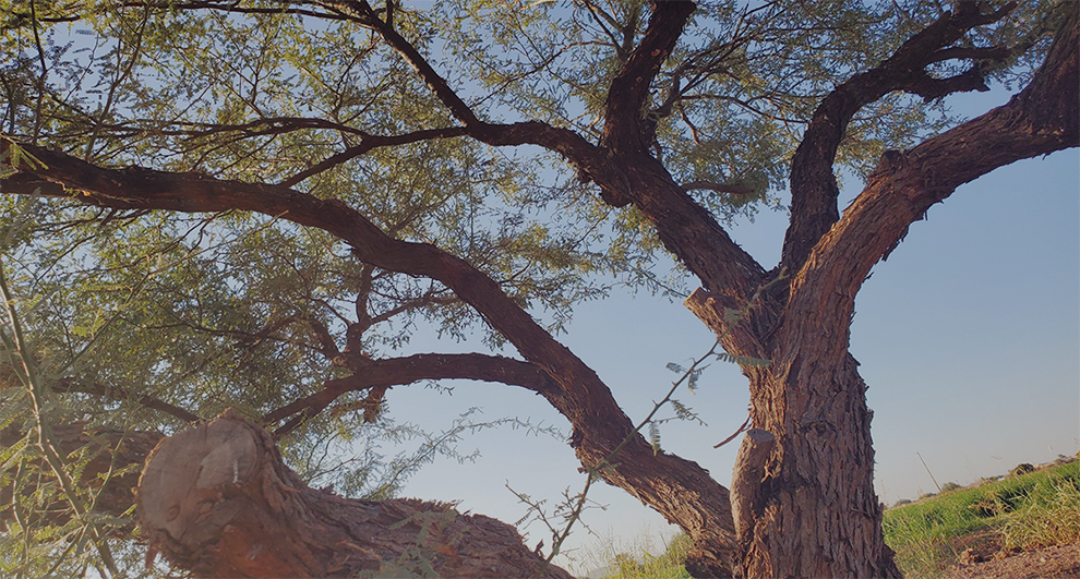 Black Mesquite Tree