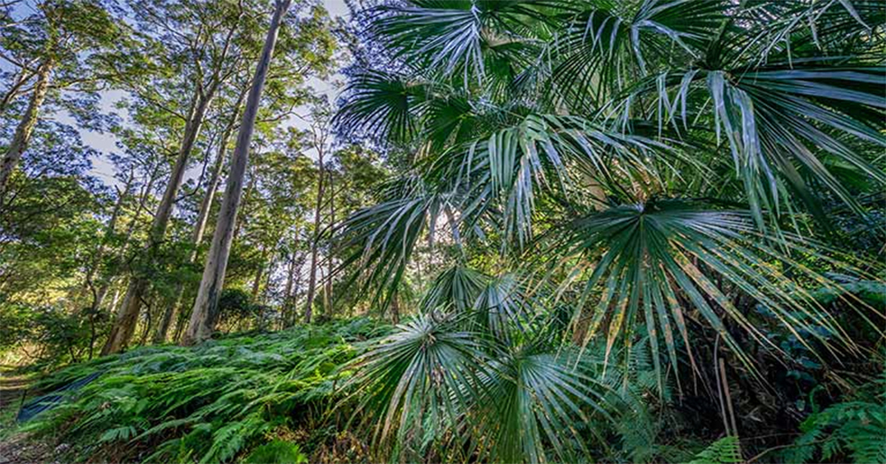 Cabbage Palm