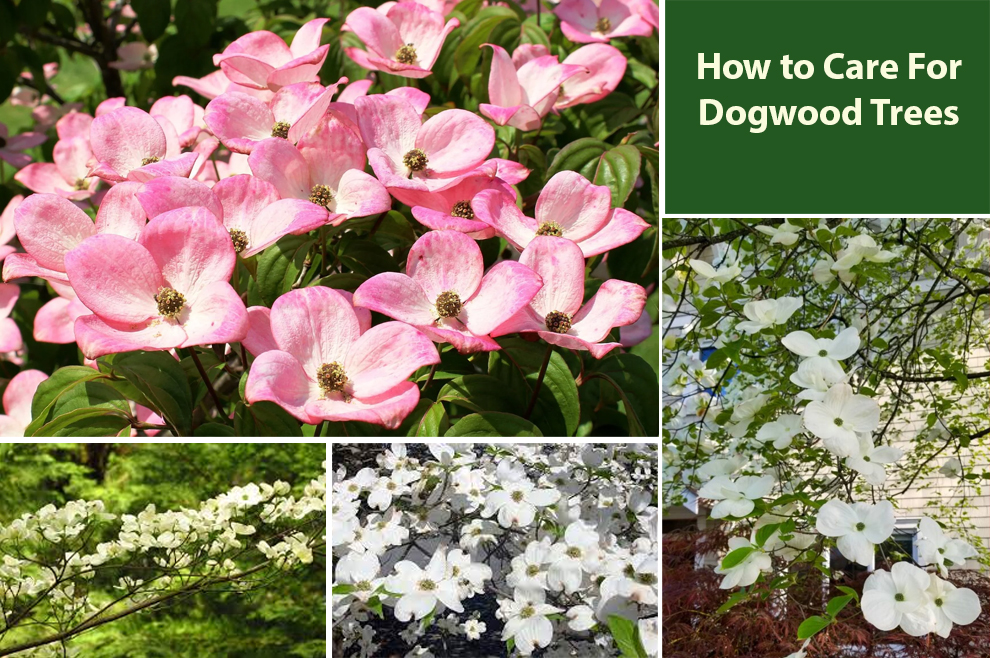 Care For Dogwood Trees 
