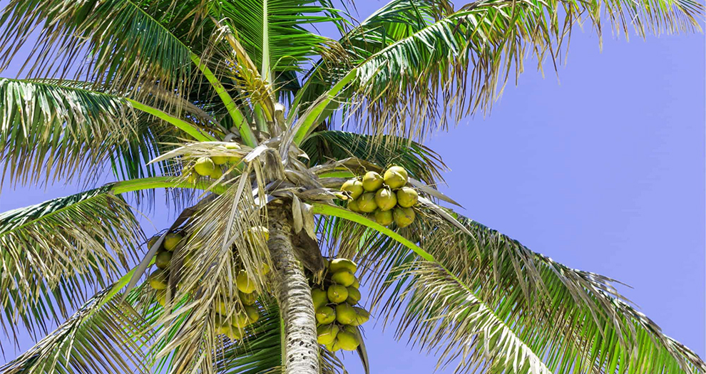 Coconut Palm