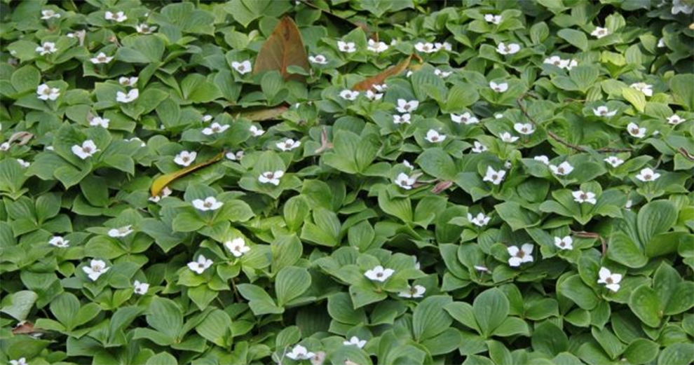 Creeping Dogwood Tree