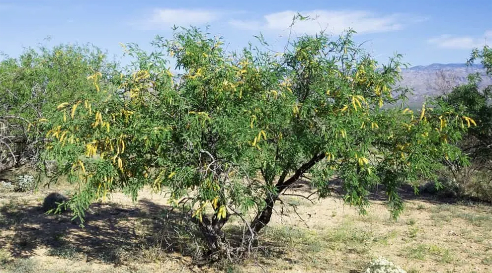 Creeping Mesquite Tree