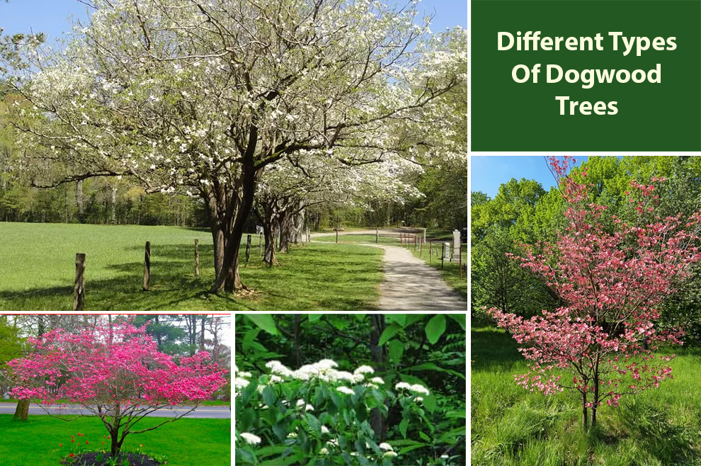 Different Types of Dogwood Trees 