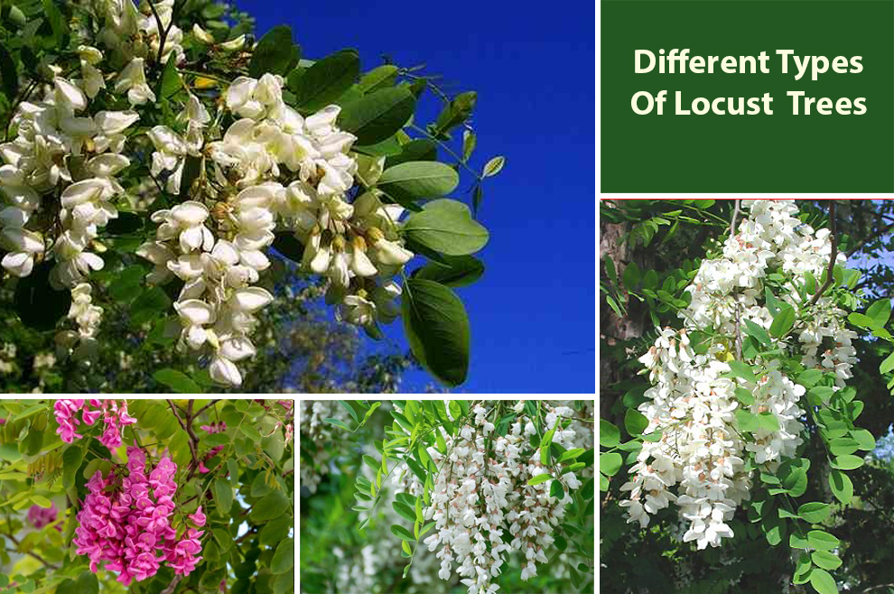 Different Types Of Locust Trees 
