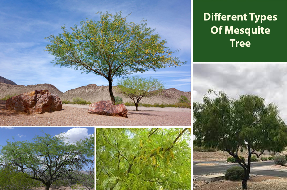 Different Types Of Mesquite Tree