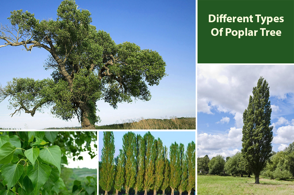 Different Types Of Poplar Tree 