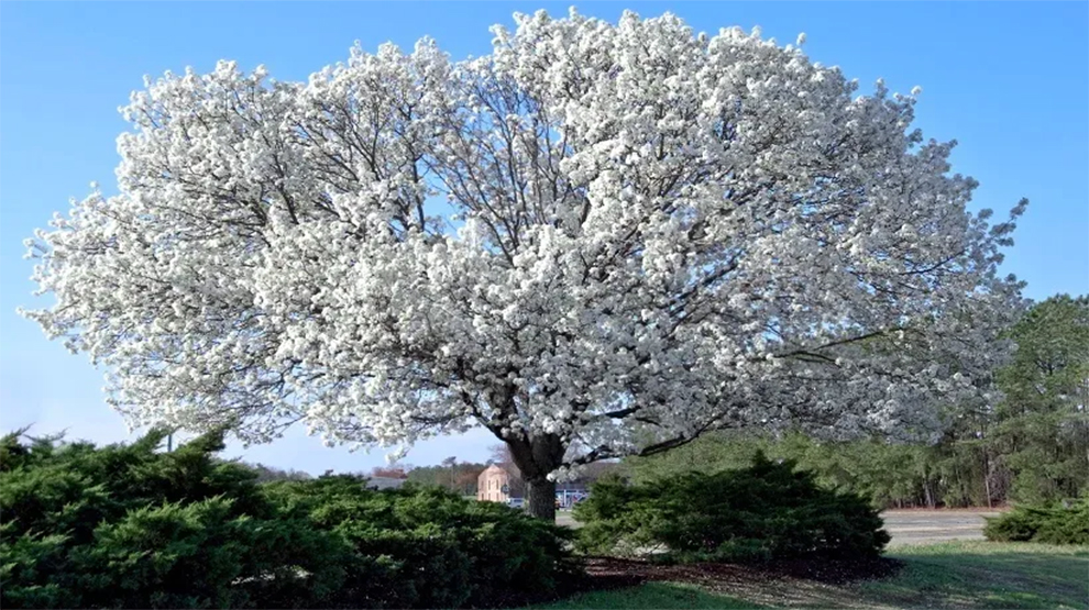 Dogwood Trees Grow