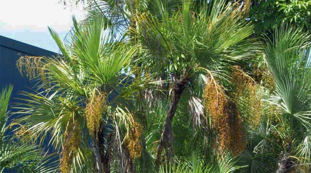 Everglades Palms