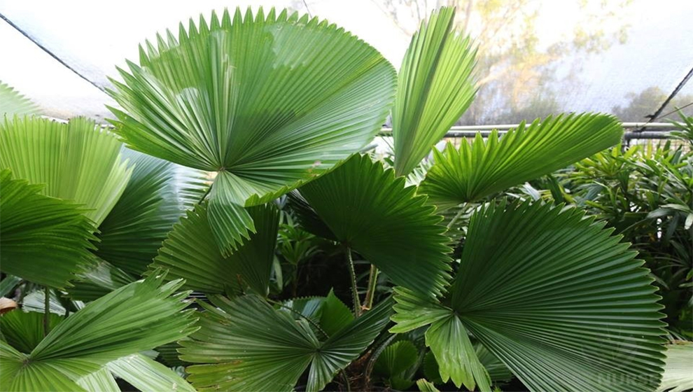 Fan Palm Tree Hawaii