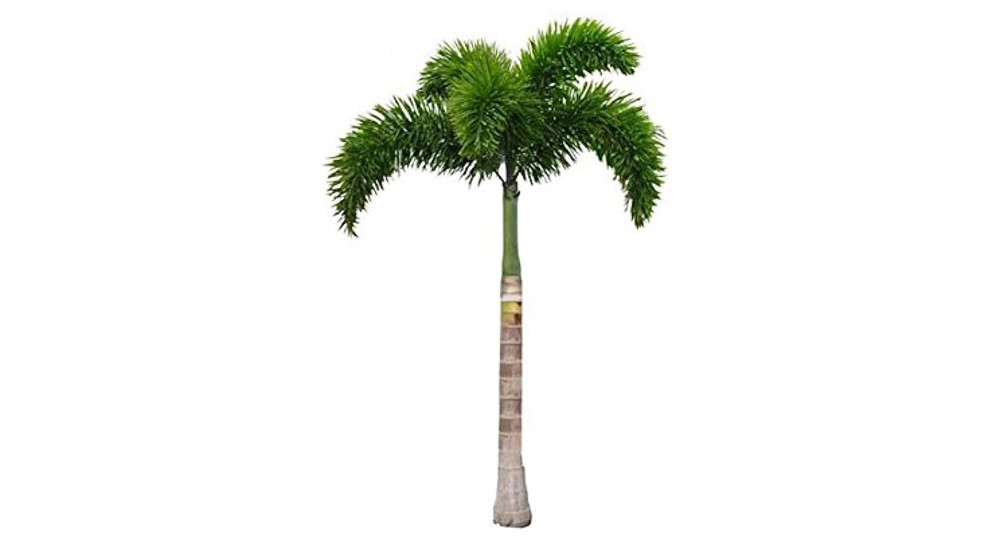 Foxtail Palm