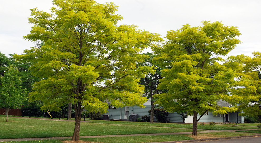 Frisia Black Locust