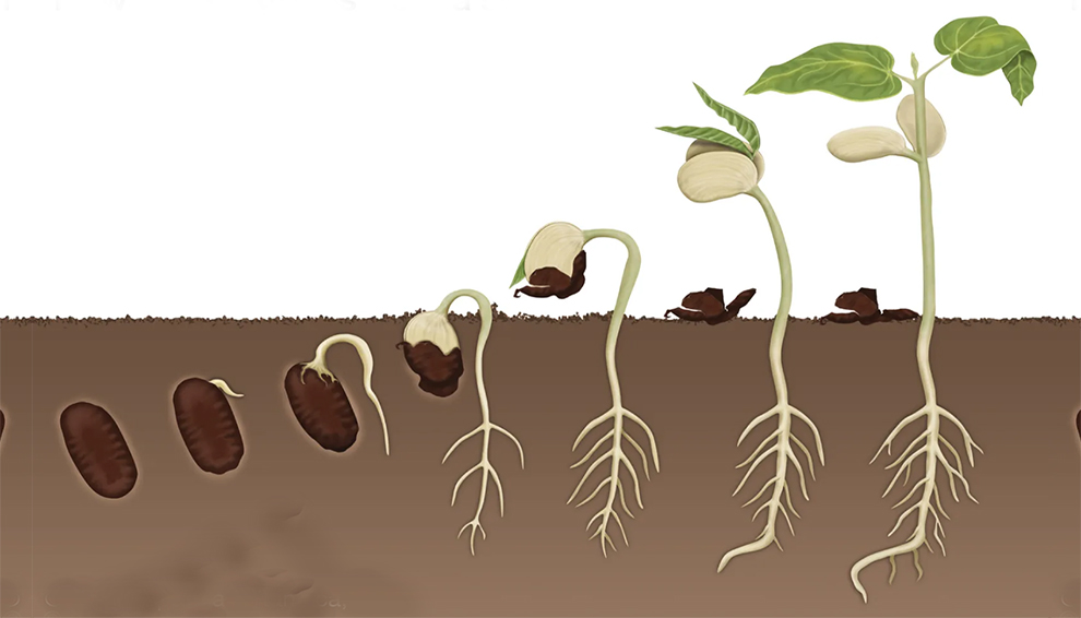 Germination and establishment