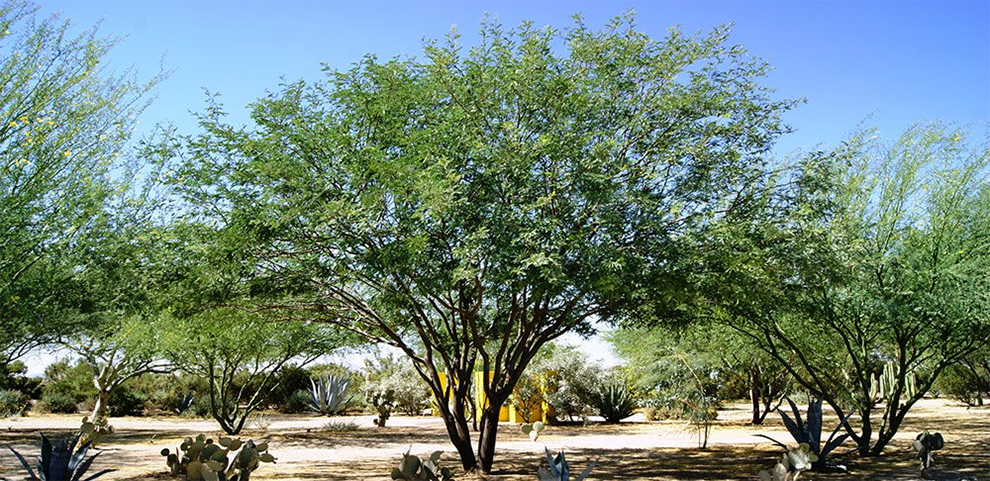 Growth of A Fully Grown Mesquite Tree