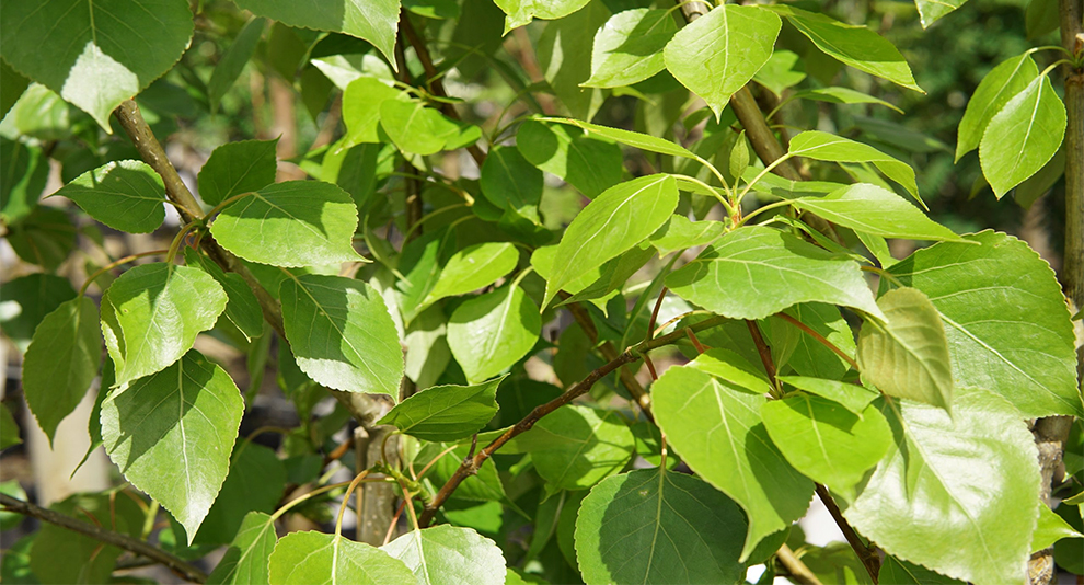 Growth Rate Of Balsam Poplar