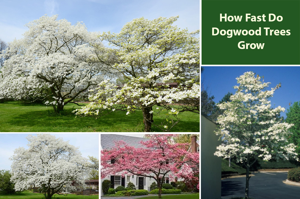 How Fast Do Dogwood Trees Grow 