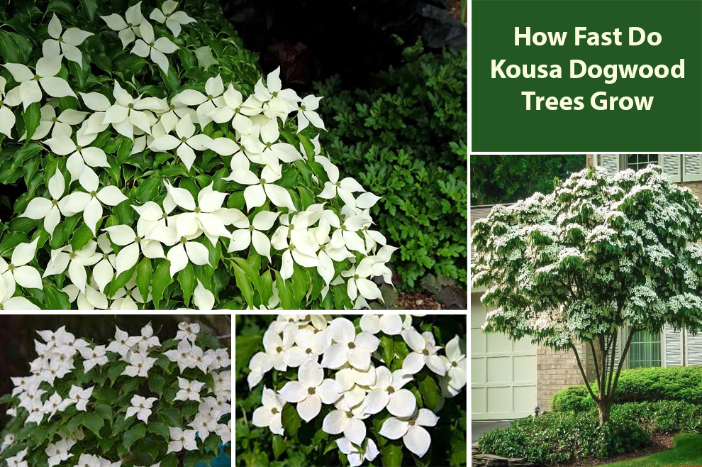 How Fast Do Kousa Dogwood Trees Grow 